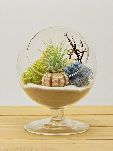 Air Plant Room Decor