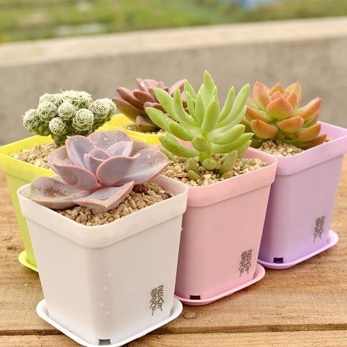 Succulents in Modern Candy Color Planters 