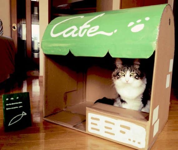 DIY cat house - cat cafe