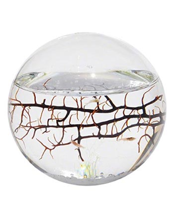EcoSphere Closed Aquatic Ecosystem
