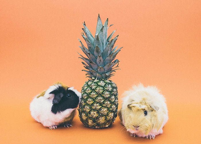 cute hamster couple and a pineapple