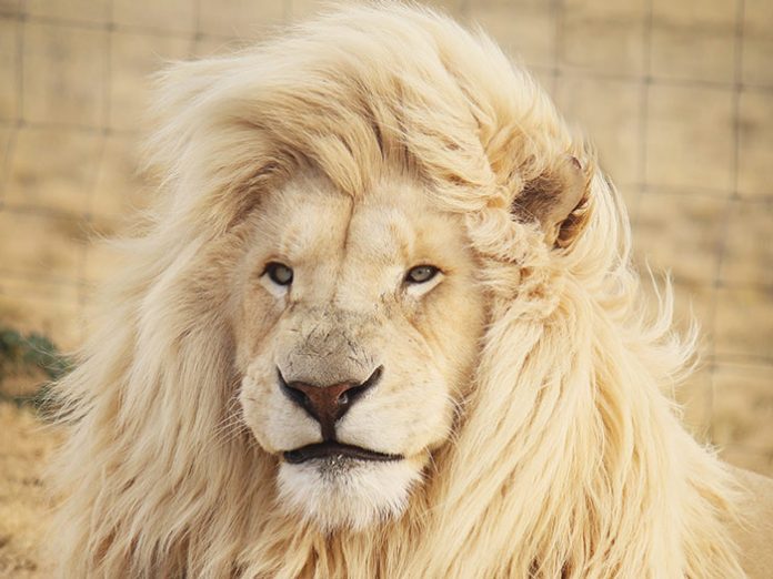 Leo Career Guide 7 Best Jobs for Leo