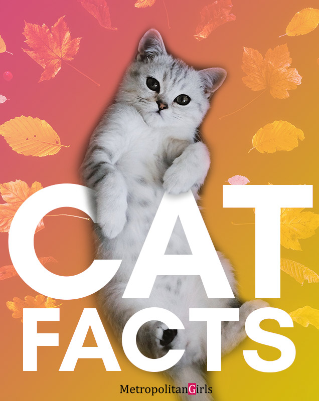 facts about cat - here are some interesting tidbits about the biggest star of the internet