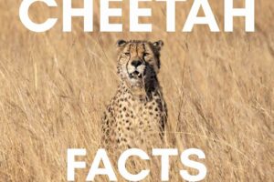 9 Cheetah Facts You May Not Know About