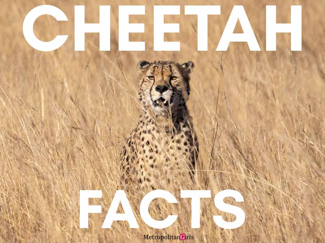 9 Cheetah Facts You May Not Know About