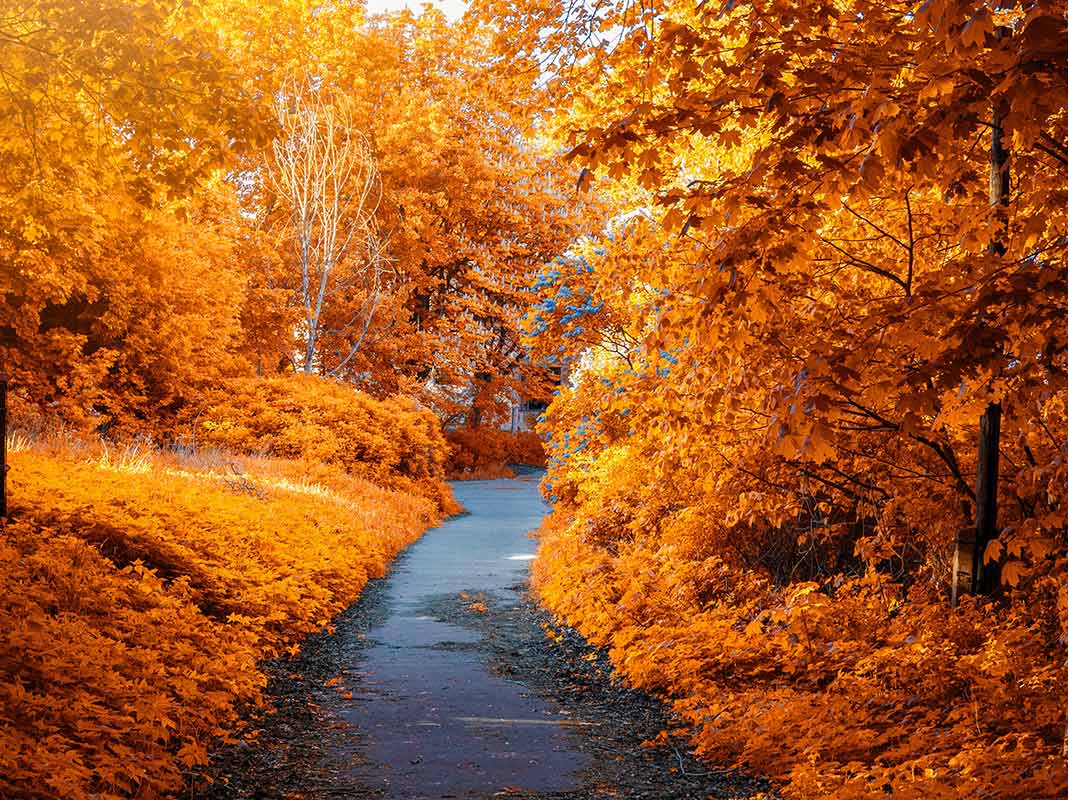 5 Super Fun Cheap Fall Date Ideas You Should Try