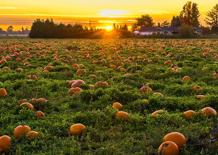 visit a local pumpkin patch - cheap fall date ideas