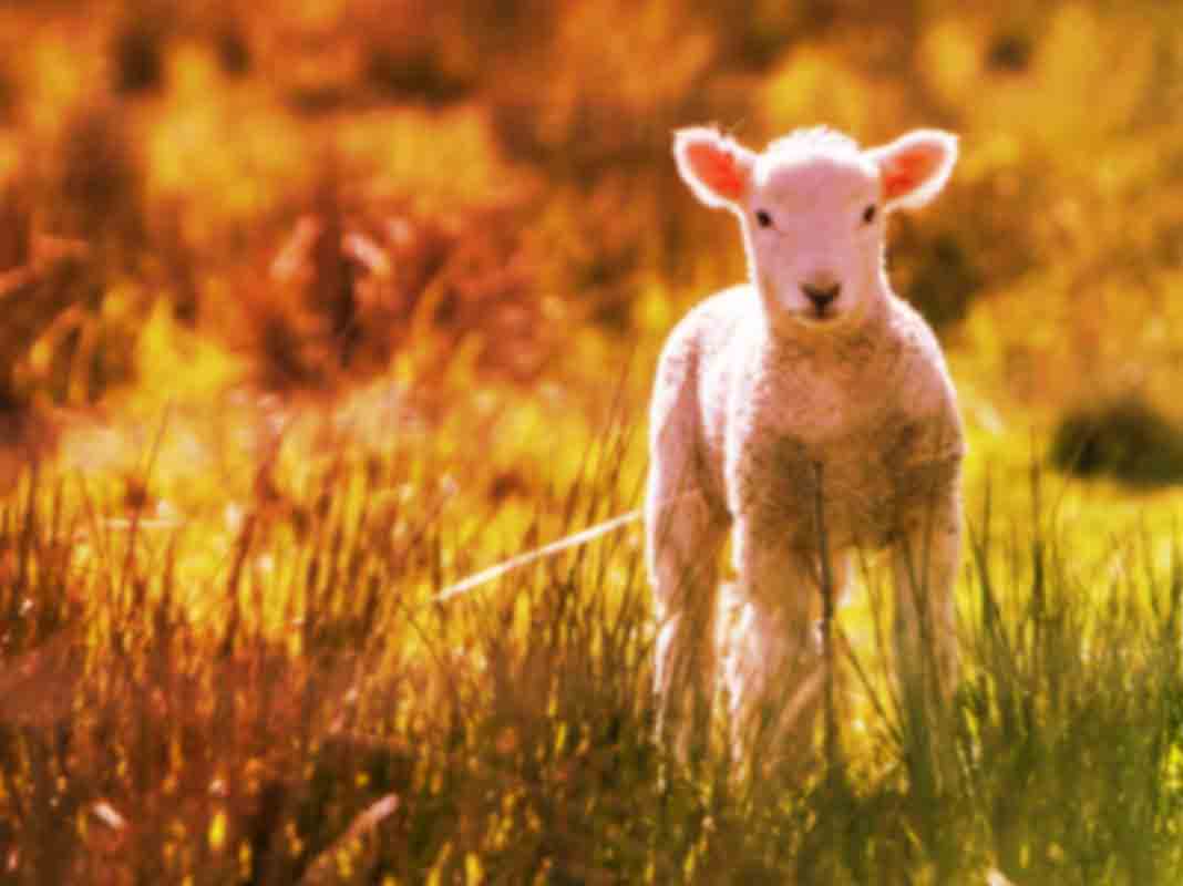 gifts for aries woman