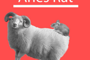 Aries-Rat: Personality, Career, Love