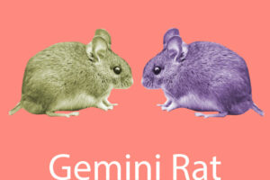 Gemini Rat: Personality, Traits, Flaws, Career, Love