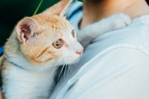 30 Things You Should Know Before Dating a Cat Owner