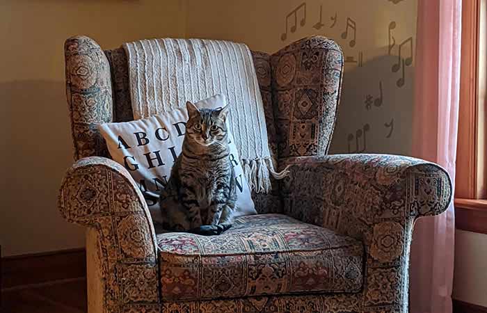 tabby on sofa