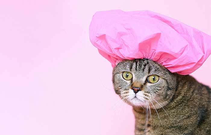 cat in shower cap