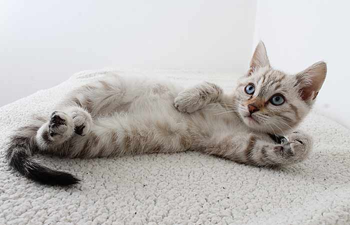 kitten seductive pose