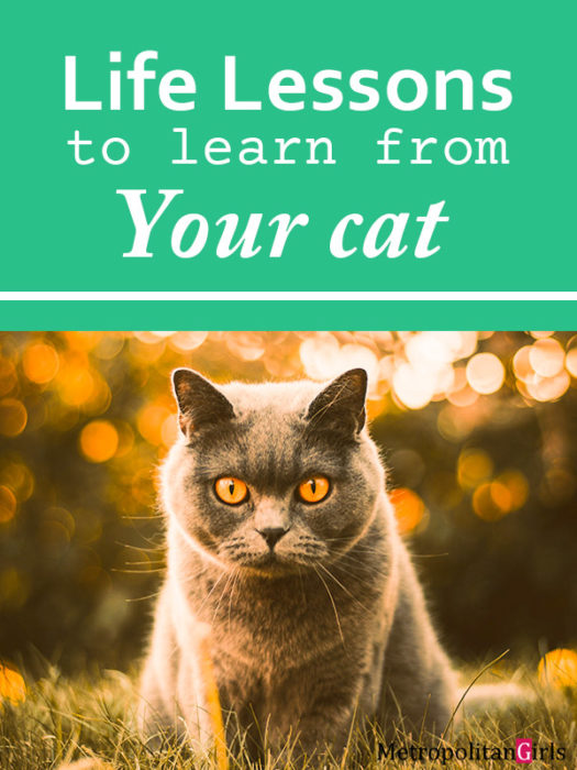 13 Life Lessons To Learn From Your Cat