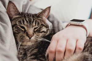15 Reasons for Dating a Cat Owner
