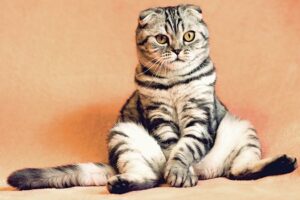 10 Signs Your Date is, Secretly, a Cat