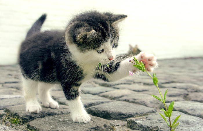 kitten playing with flower