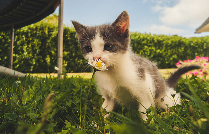 kitten and daisy