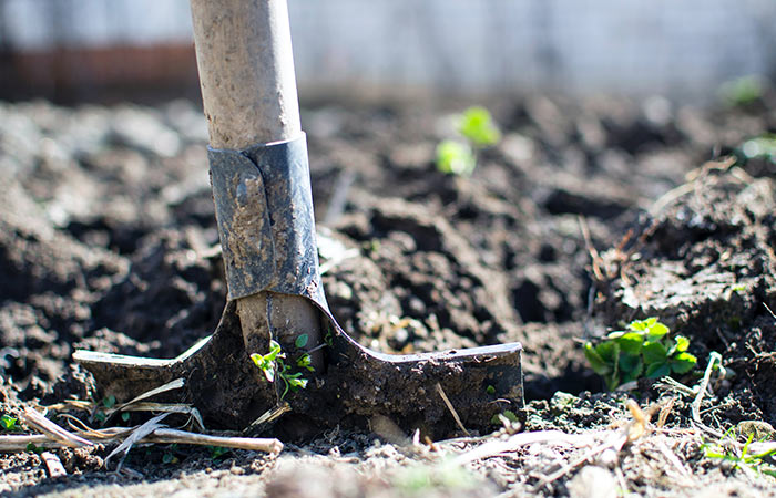 quiet relaxing backyard gardening date