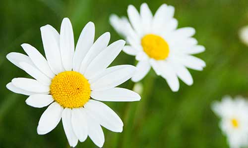 daisy is a birth flower for april and aries