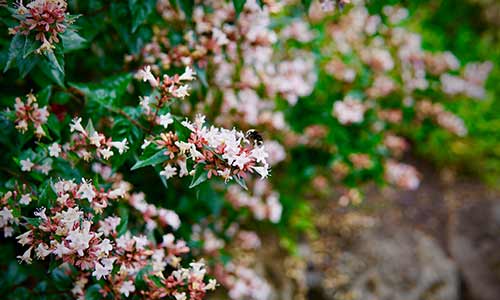 birth flower aries honeysuckle