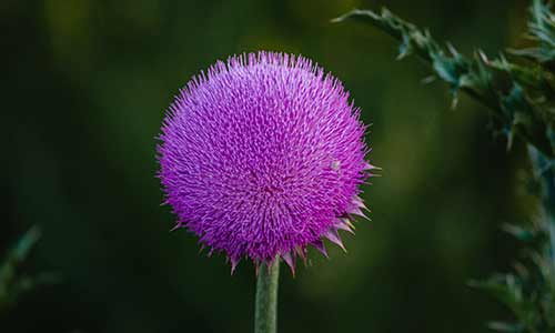 thistle is a birth flower of aries