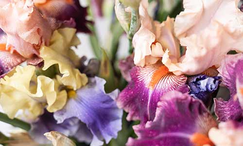 iris birth flower for month of february