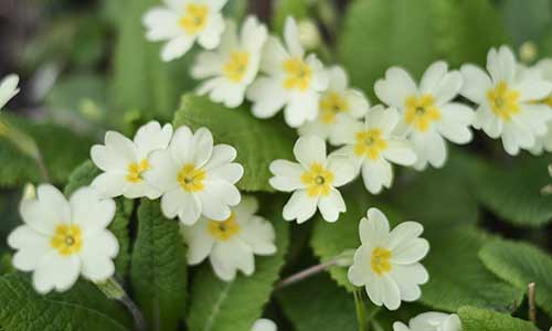 february flower primrose 