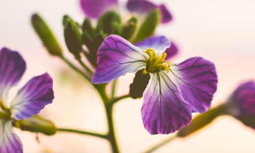 the violet - February birth flower