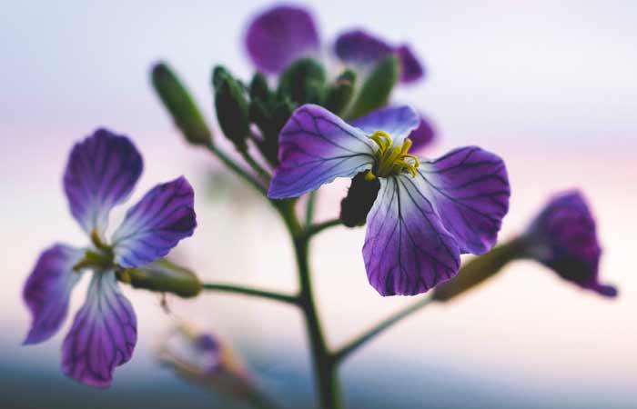 3-february-birth-flowers-that-represent-february