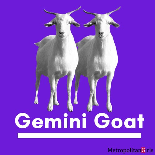 gemini goat animal zodiac sign