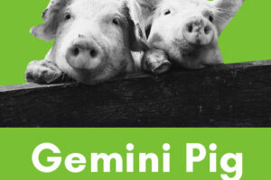 Gemini-Pig: Personality, Traits, Career, Love