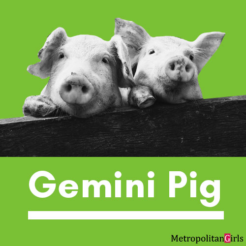 gemini pig