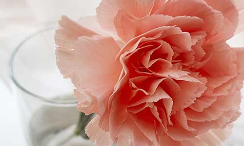 carnation is a January birth flower