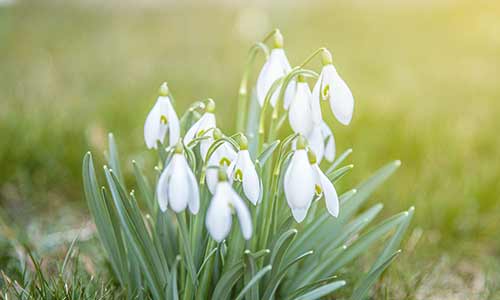 snowdrop is a January birth flower