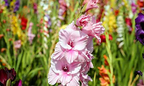gladiolus august birth flower