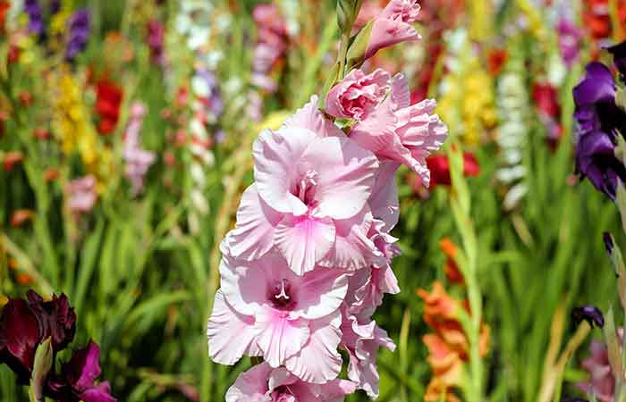 august flowers