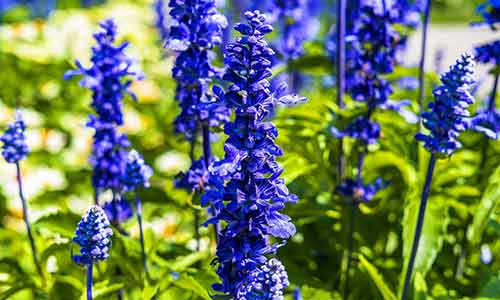 july flower larkspur