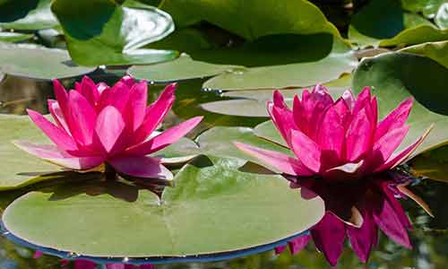 water lily july birth flower