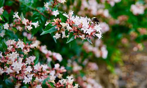 june's birth flower honeysuckle