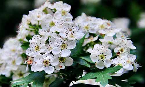 hawthorn birth flower of may