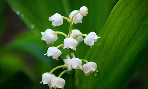 birth flower, may flower lily of the valley