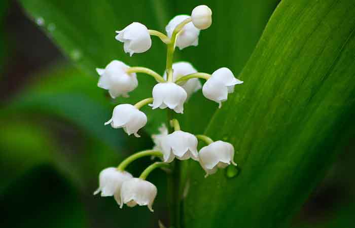 May Birth Flowers