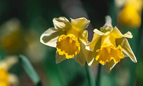 the daffodil
