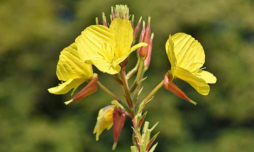 evening primrose birth flower of pisces