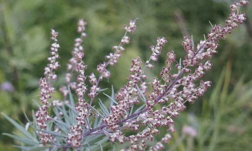 mugwort birth flower for pisces