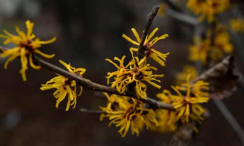 witch hazel pisces flower