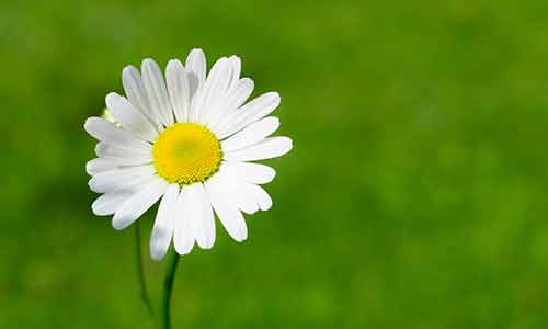 daisy birth flower for taurus babies