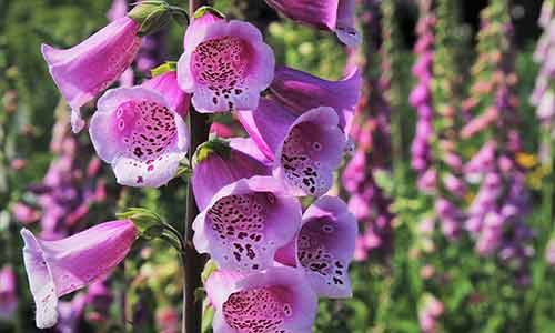 taurus flower foxglove